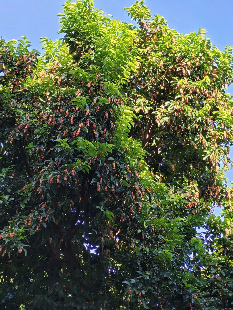 Đào Kim Cương