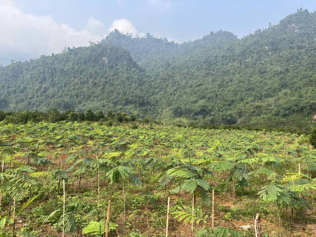 Vùng Trồng