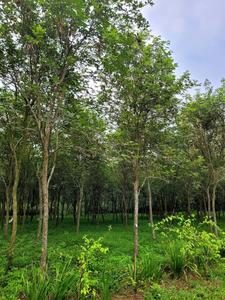 Vườn ươm Hà Nội 3