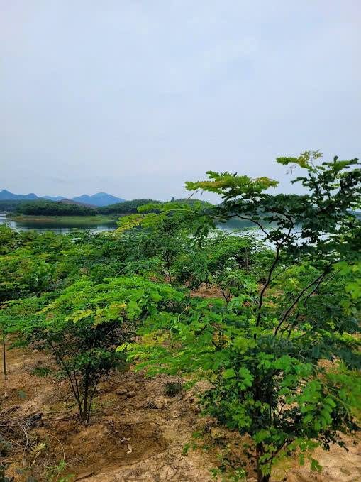 Vùng trồng ven hồ Yên Bình