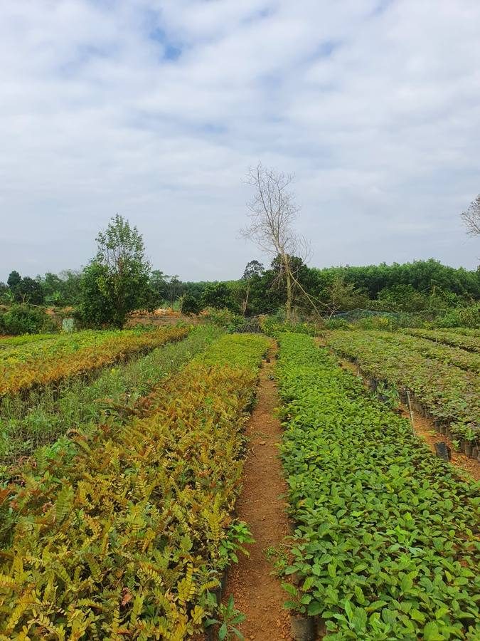 Vườn ươm giống cây lâm nghiệp
