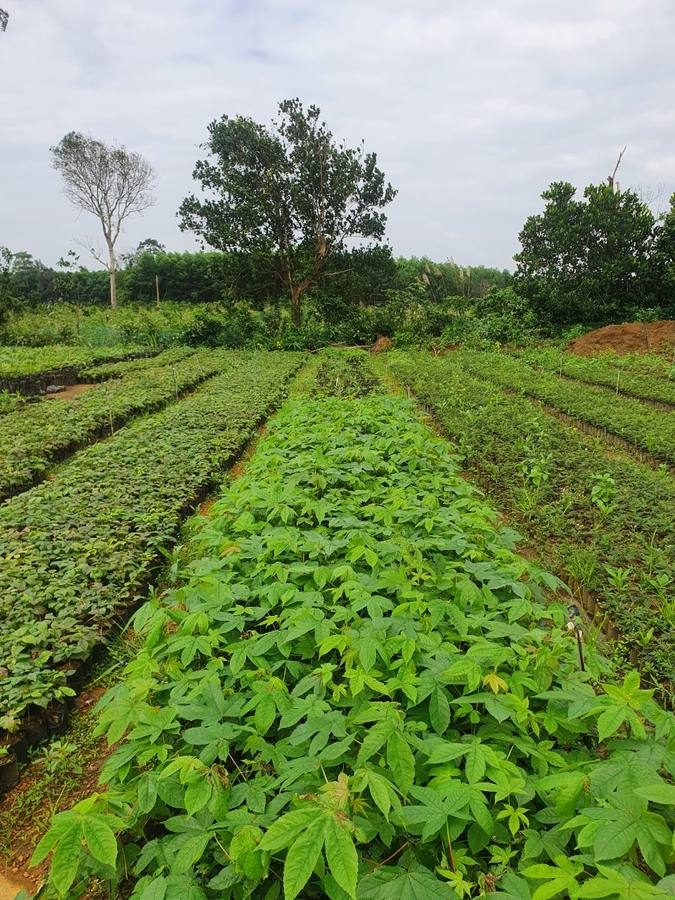 Vườn ươm liên kết nhà vườn