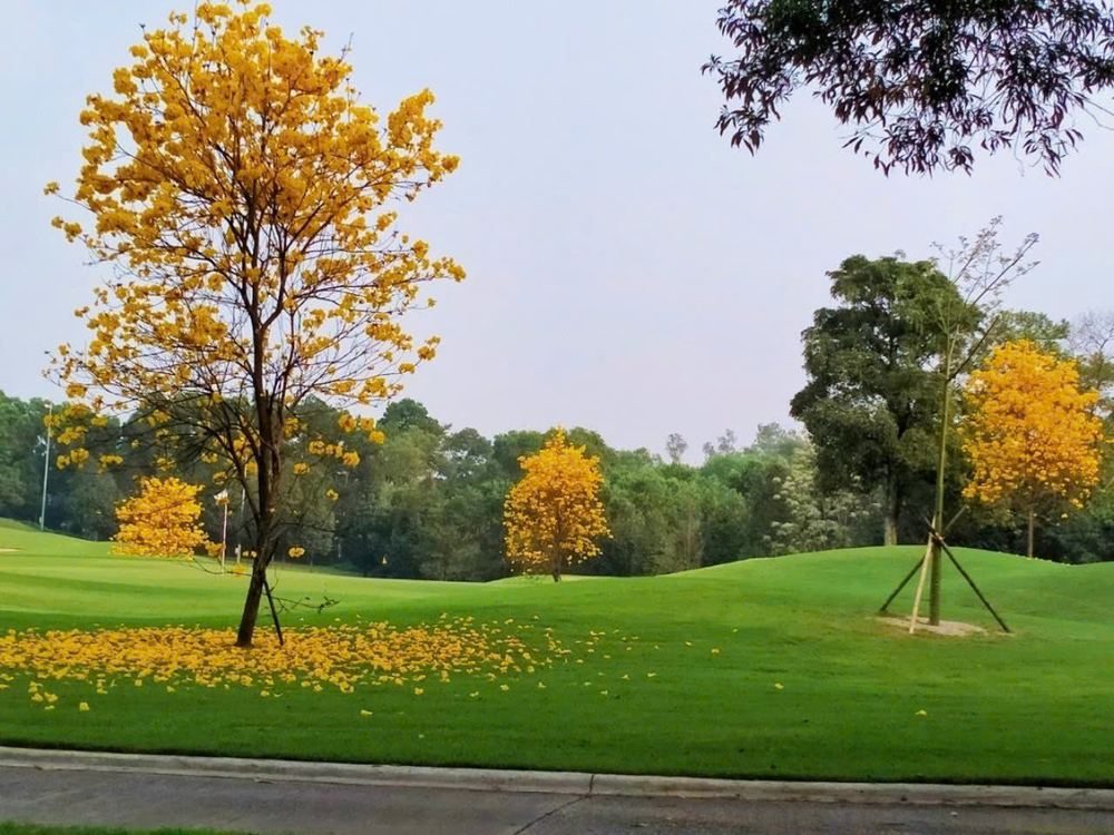 Phong Linh Vàng nở hoa trên sân golf